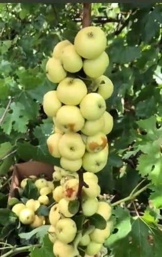 التفاح العربي التفاح البلدي حوالي 30_60 سم