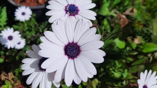 African Daisy flower seedlings assorted