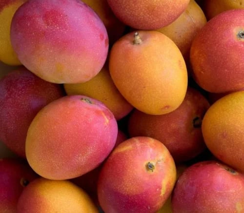 شتلات مانجو مايا حوالي 100سم-140سم