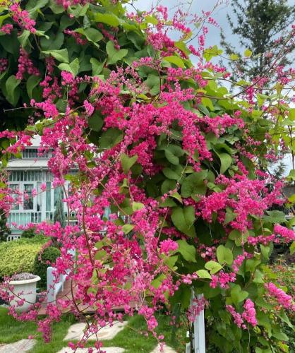 شتلات متسلقة المرجان حوالي متر