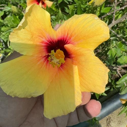 هبسكس برتقالي