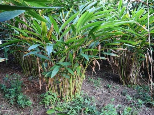 شتلات هيل مستورد تايلند حوالي 60-80سم