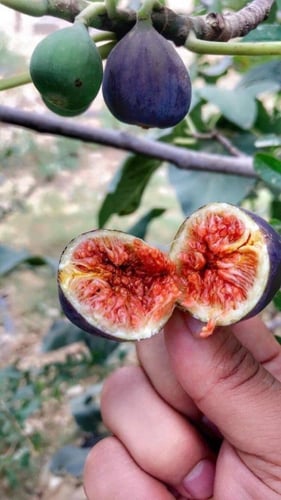 شتلات تين بلدي سوادي الحماط