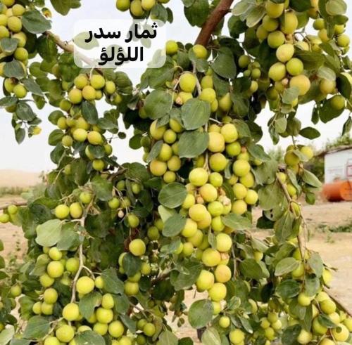 شتلات سدر اللؤلؤ صنف متميز