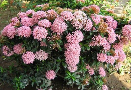 Azora seedlings double bank about 30-60 cm