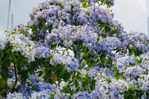 شتلات شجرة الليقنوم حوالي متر و 20 سم