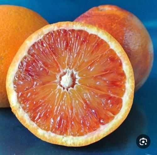 Orange seedlings Traco Scout age 18 months