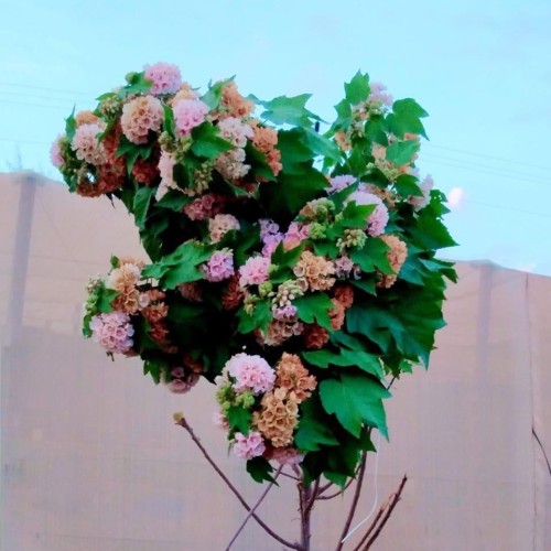 دومبيا وردي حوالي30-60سم