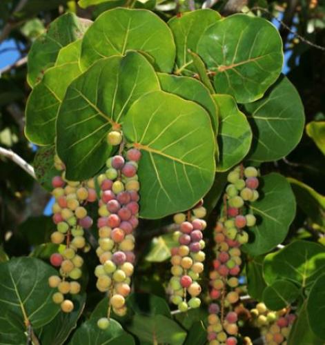 Sea grape seedlings about 30-50 cm