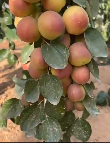 شتلات سدر بناتي أم صليم