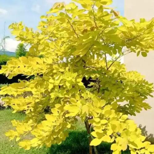 شجيرة باناتو الصفراء حوالي متر و20سم