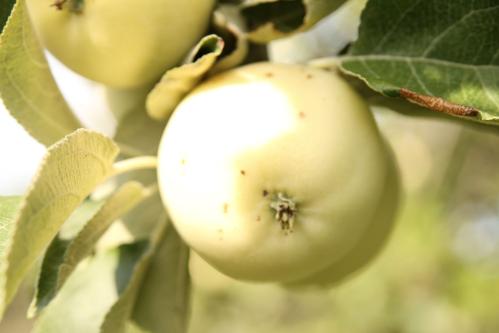 تفاح فارسي حوالي 30_50سم مطعوم