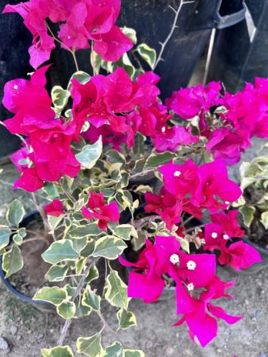 شتلات جهنمية احمر مبرقش 30_60سم