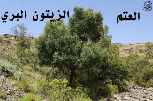 شتلات العتم الزيتون البري 20_40سم