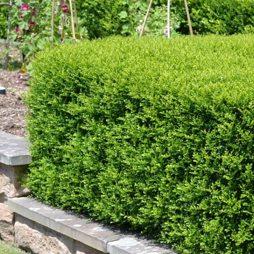 ياسمين مورايا حوالي 20_50سم