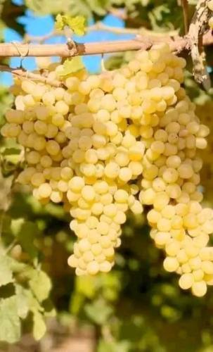 Grapevine seedlings (Thompson Seedless) about 20-6...