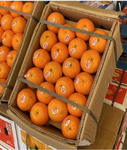 Mandarin orange seedlings, Pakistani, bags, age 18...