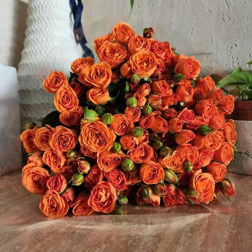 Jory Baby Rose seedlings orange 20-40cm