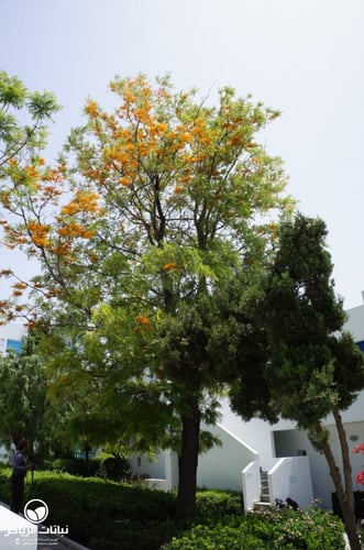 البلوط الحريري 20_40 سم