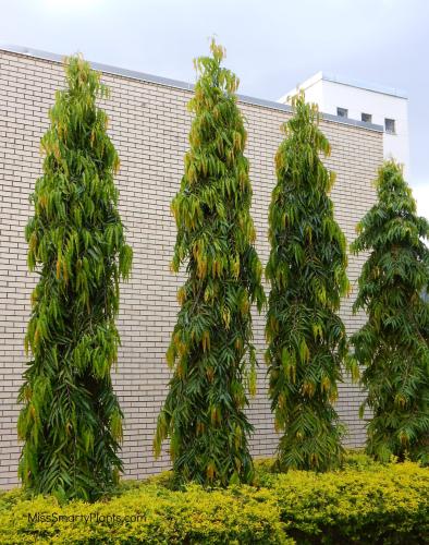 شتلات شجرة الصاري اشوكا حوالي 60_90سم