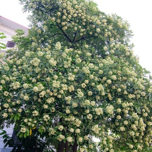 الستونيا شجرة المليون زهرة 80_120سم