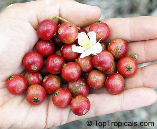 Jamaiqi cherry seedlings about 30-60 cm