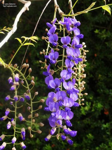 Seedlings of the African Wisteria tree about 20-50 cm