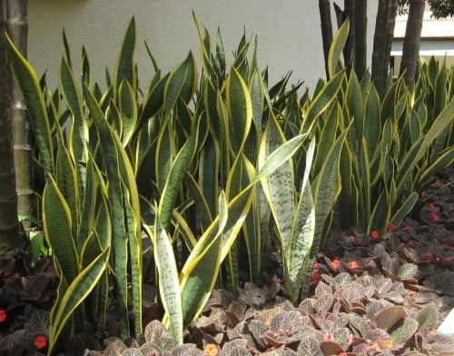 شتلات صبار جلد النمر