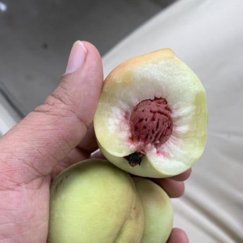 شتلات خوخ بلدي فدري شتلات حوالي 40_60سم