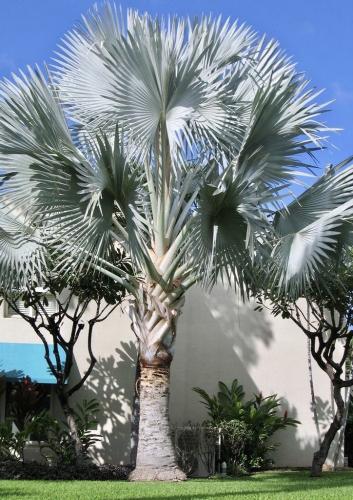 النخل الفضي بسماركيا شتلات صغيرة