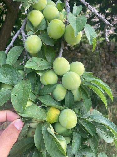 بخارى أخضر مطعوم حوالي 40_70سم صنف مميز