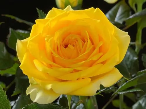 شتلات جوري هولندي ميني أصفر حوالي 60=80سم