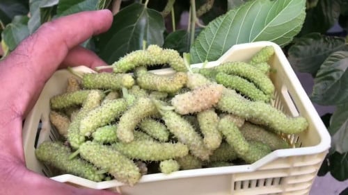 شتلات توت كشميري ابيض حوالي متر ونصف