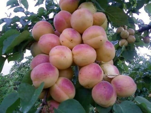 مشمش حموي متر ونصف الى مترين