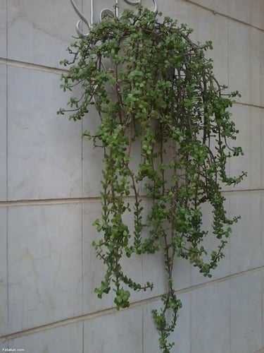 صبار دمعة الطفل