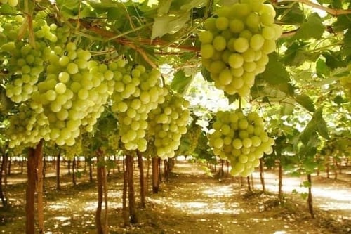 شتلات عنب سوبريور حوالي 30_60سم