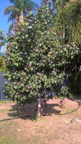 خبيز ساحلي بلاك حجم صغير