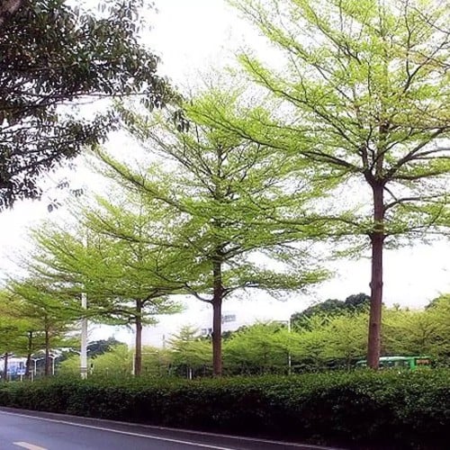 ترمناليا كيس حوالي 50_80سم