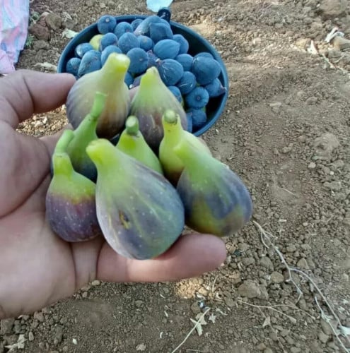 تين ال اي ون LA1 FIG