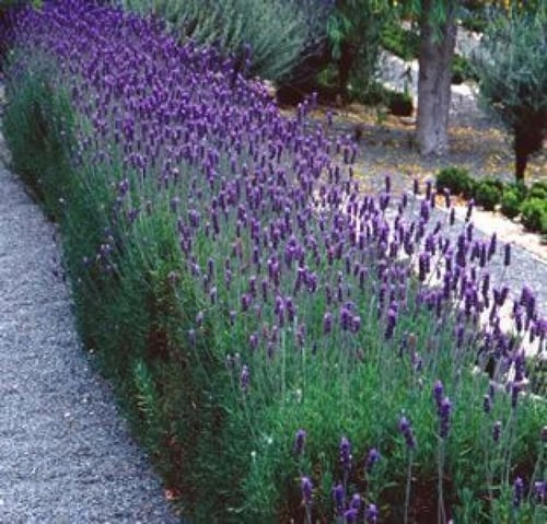 شتلات اللافندر الضرم المحلي شتلات صغيرة