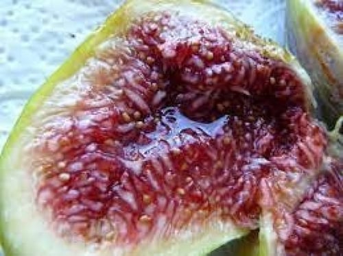 شتلات تين بيبرا برانكا20-50سم