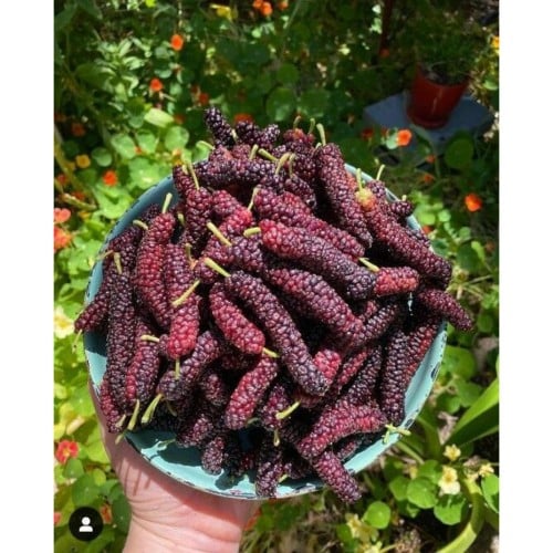 شتلات توت فراولة جامبو