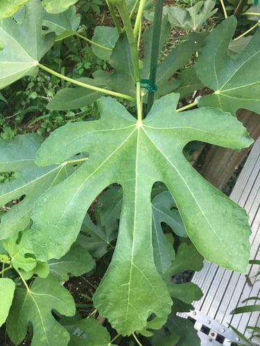 تين الزمرد والفراولة