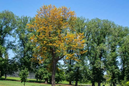 البلوط الحريري 20_40 سم