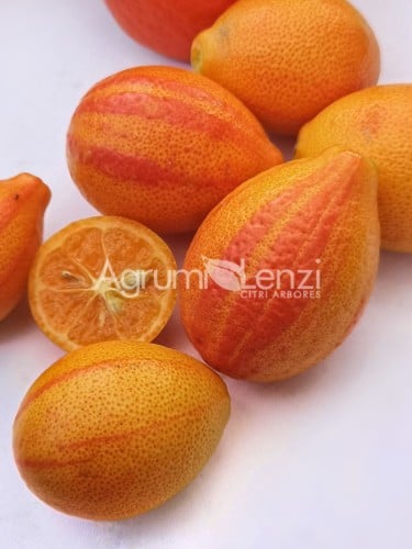 برتقال ملكي مبرقش الأوراق والثمار عمر 18 شهر