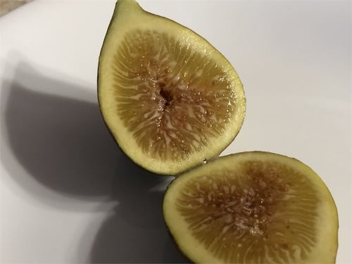 تين الشبلي -السبلاوي