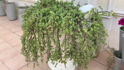 صبار دمعة الطفل