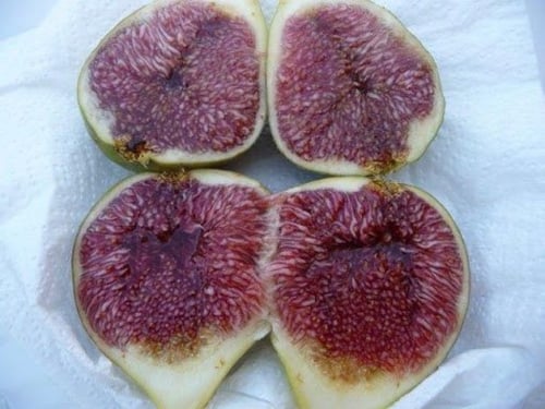 شتلات تين بيبرا برانكا20-50سم