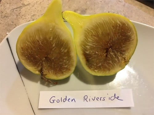 تين قولدن ريفر سايد ( النهر الذهبي) 20_50سم