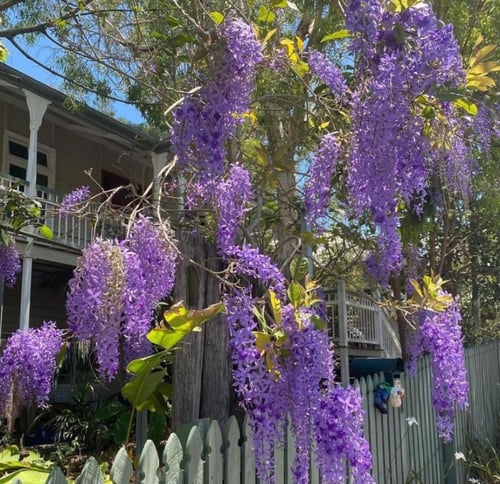 اكليل الملكة حوالي 80-120سم